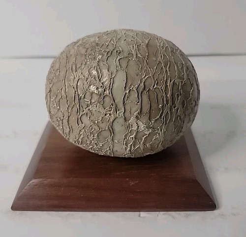 Dinosaur egg fossilized - egg,