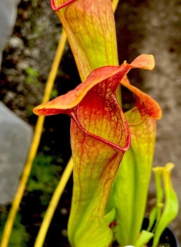 Sarracenia willisii minor - x,