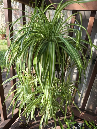 Spider plants rooted babies - spider,