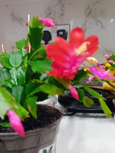 Red christmas cactus - christmas,