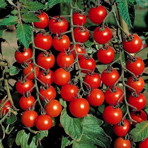 Tomato cherry sweet million - 3x,
