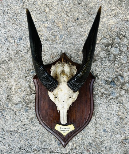 Antique taxidermy mounted - ​antique,