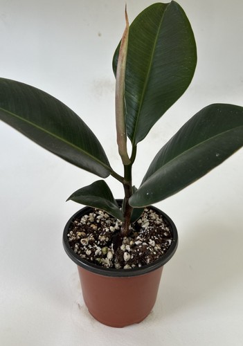 Rubber plant ficus - -,