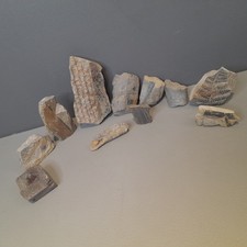 Fossil Wood Petrified Plant