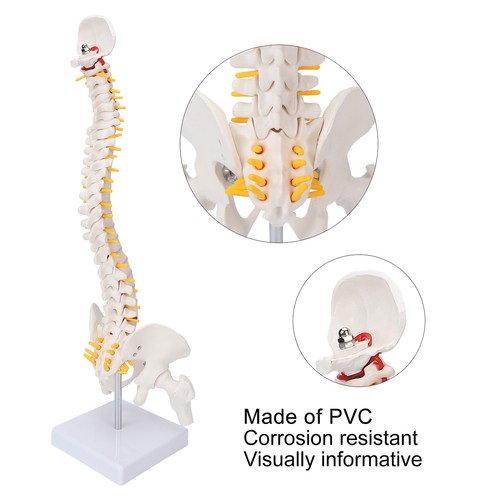 Flexible spine model - flexible,