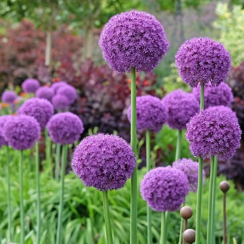 Allium giganteum giant bulbs - allium,