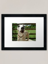 Whippet talk Framed Art Print