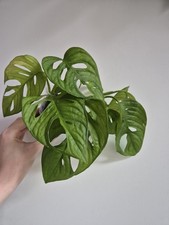 Monstera Adansonii Swiss