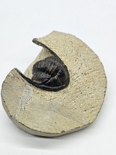 Cornuproetus Trilobite Fossil