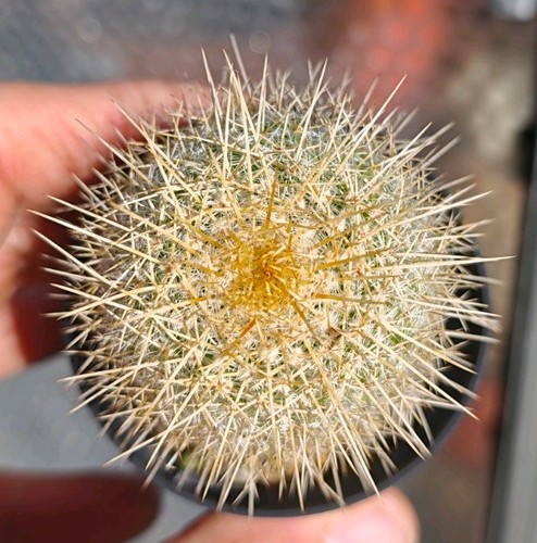 Mammillaria dixanthocentron - mammillaria,