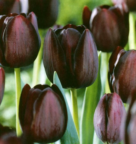 Black tulips queen of - -,