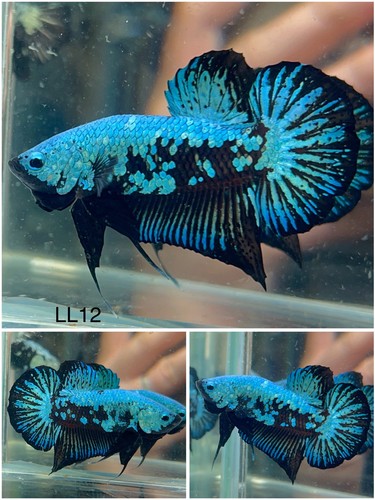 Male betta live - betta,