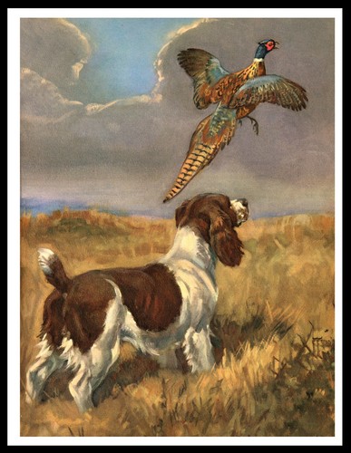English springer spaniel and - springer,
