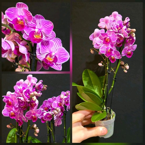 Mini phalaenopsis pink - mini,