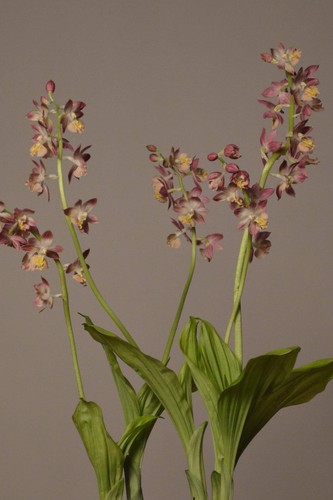 Calanthe hardy garden orchid - calanthe,,