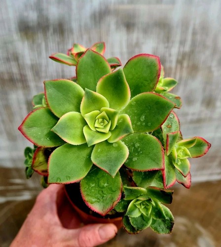 Aeonium kiwi variegated - aeonium,