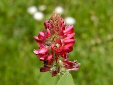 French honeysuckle - Italian sainfoin - Sulla coronaria - 50+ Seeds E 356