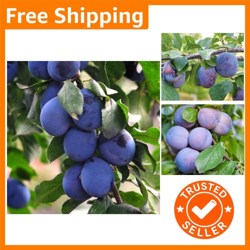 Potted mini black - black, plum