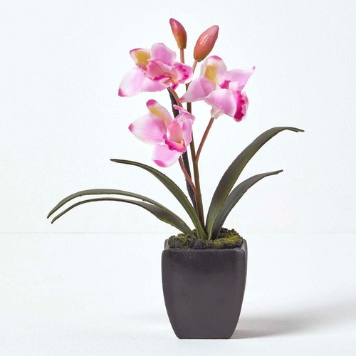 Light pink cymbidium - pink,