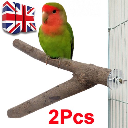 Parrot bird stand tree - parrot,