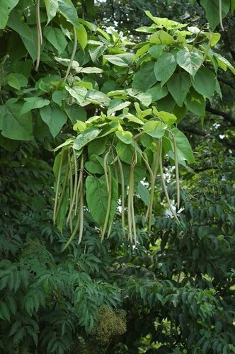 Catalpa speciosa seeds - 20,