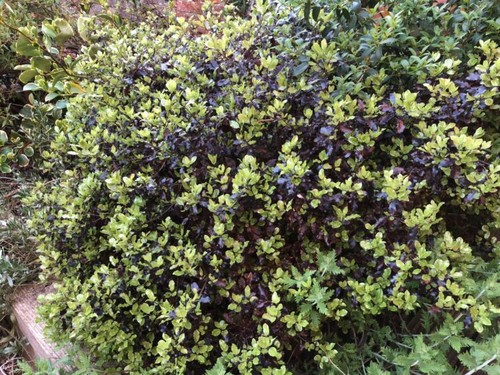 Pittosporum tom thumb 9cm - thumb,