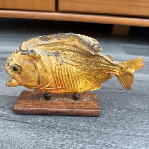Vintage taxidermy piranha - vintage,