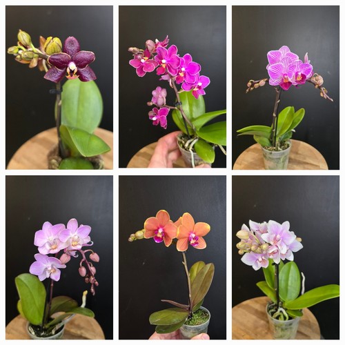 Mini phalaenopsis surprise 1 - "surprise",