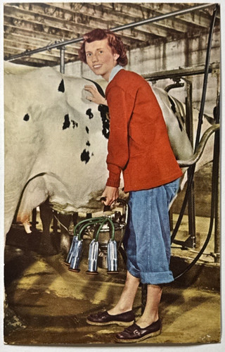 Surge dairy farm equipment - farm,
