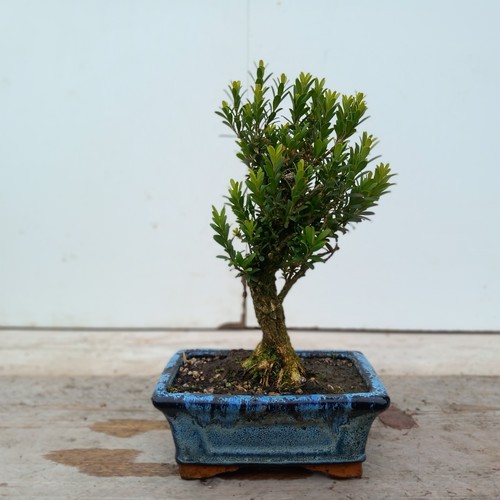 Buxus broom bonsai - broom, |