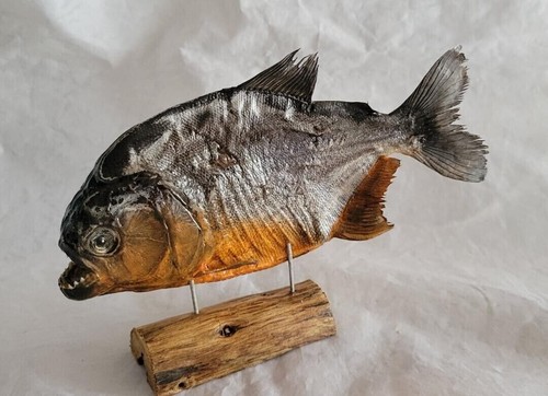 Real taxidermy red - real,