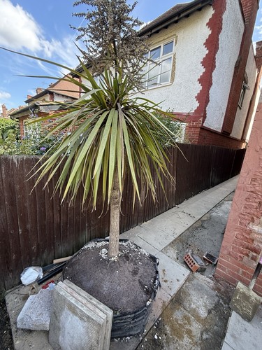 Large cordyline tree potted - cordyline, 2m
