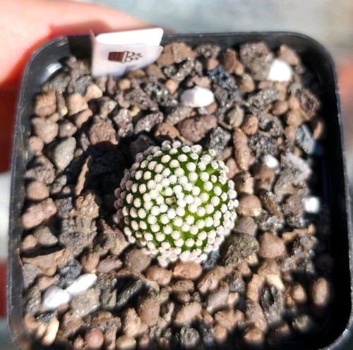 Mammillaria luethyi - mammillaria,