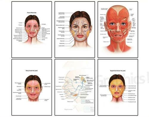 Face anatomy muscle veins - anatomy,