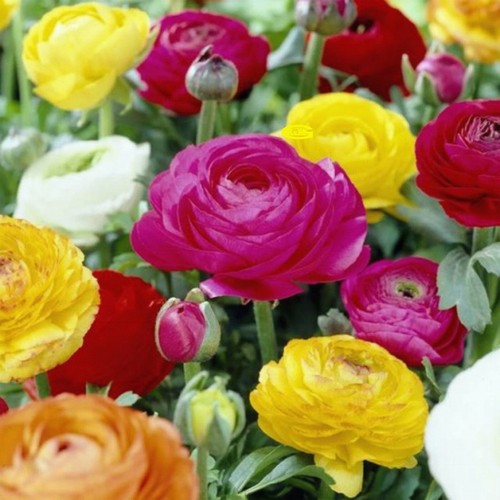 Ranunculus mixed colour garden - mixed,