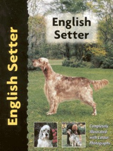 English setter juliette - setter:,