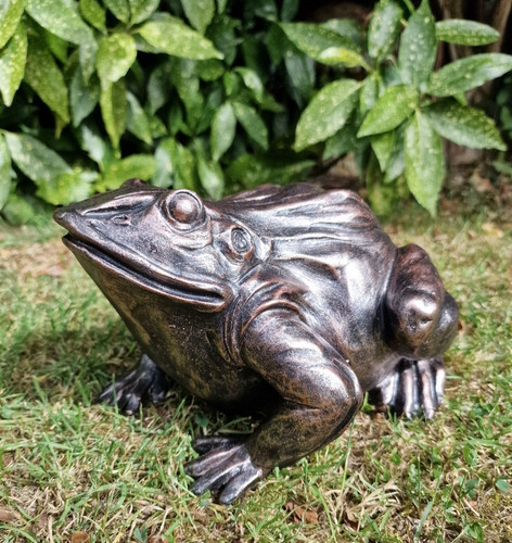 Large frog toad outdoor - large, frog/