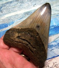MEGALODON SHARK TOOTH 4 1/4" SHARK TEETH GIANT JAW FOSSIL STUNNING COLOR ~REAL