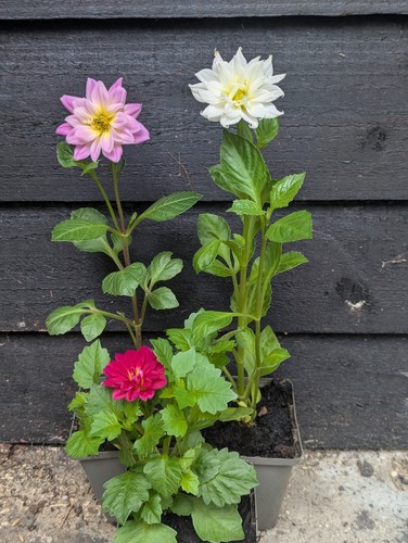 Dahlias pack potted plant - pack,
