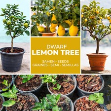 Mini Lemon Tree Seeds - 10