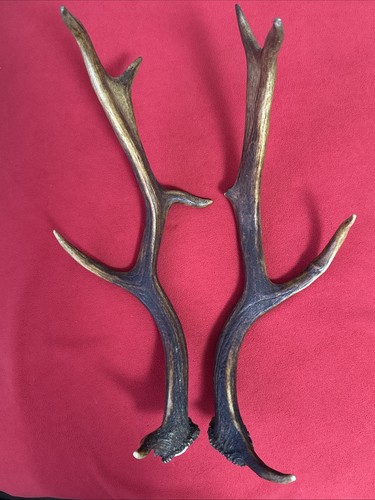 Pair fallow deer - fallow, antler