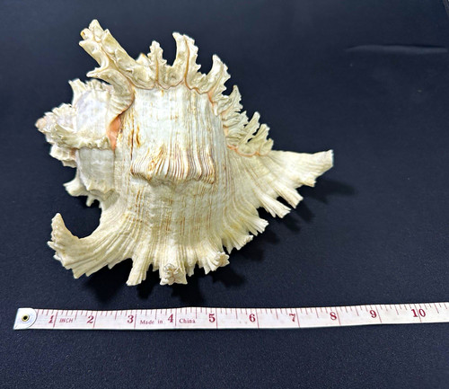 Large ramose murex seashell - murex,