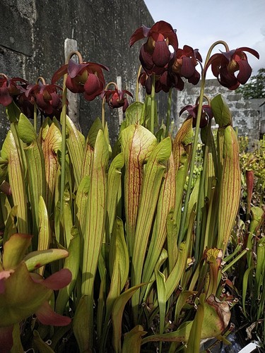 Sarracenia purpurea wareham - sarracenia,