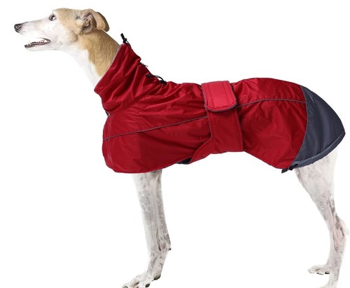 Greyhound whippet winter - greyhound, &