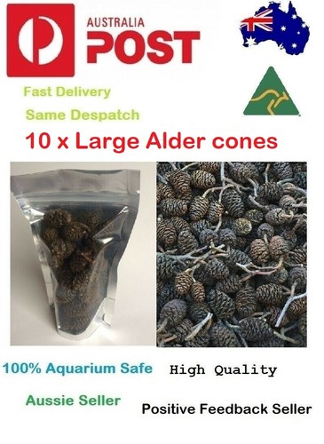 Large black alder cones - x,
