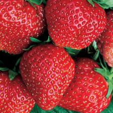 Strawberry 'Red Gauntlet' Hardy Mid Season Bare Root Garden Fruit Plants