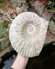 X Large Fossil Ammonite 8.1kg