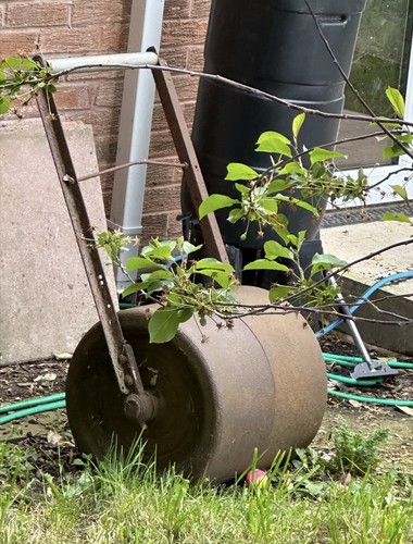 Vintage iron lawn - iron,