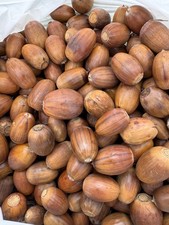 English Oak Acorns - Freshly Harvested 2025 - pack of 100
