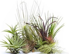Tillandsia airplant pack - pack,
